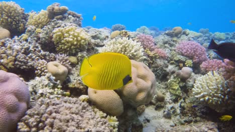 bluecheek butterflyfish swimming in a colorful coral reef, slow motion