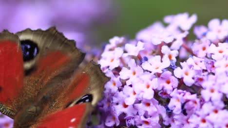 背景の焦点が合っていない緑の自然の葉に対して風にそっと揺れる花の上を歩き回る、活気に満ちたカラフルなヨーロッパのクジャク蝶の安定したクローズアップマクロビュー