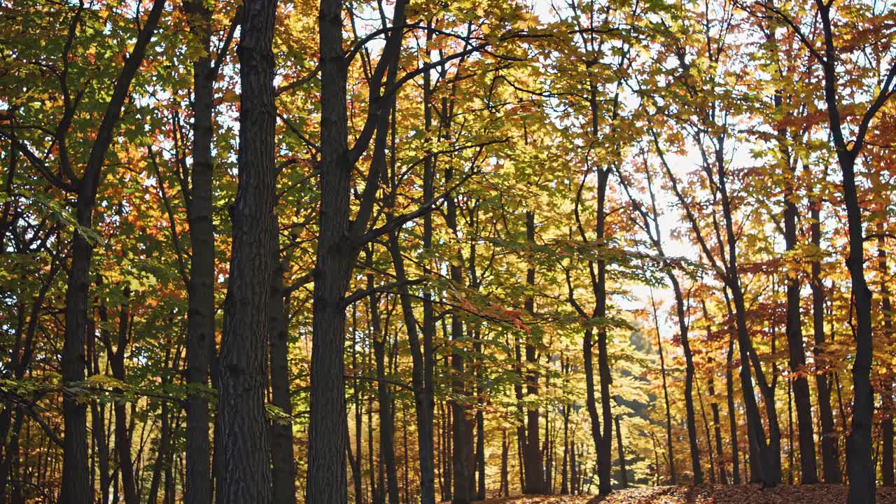 A serene forest scene with sunlight filtering through autumn leaves