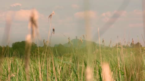 A-glimpse-of-The-Tor-in-Glastonbury-through-wetland-reeds-in-Shapwick-Heath-on-the-Somerset-Levels-in-England-UK