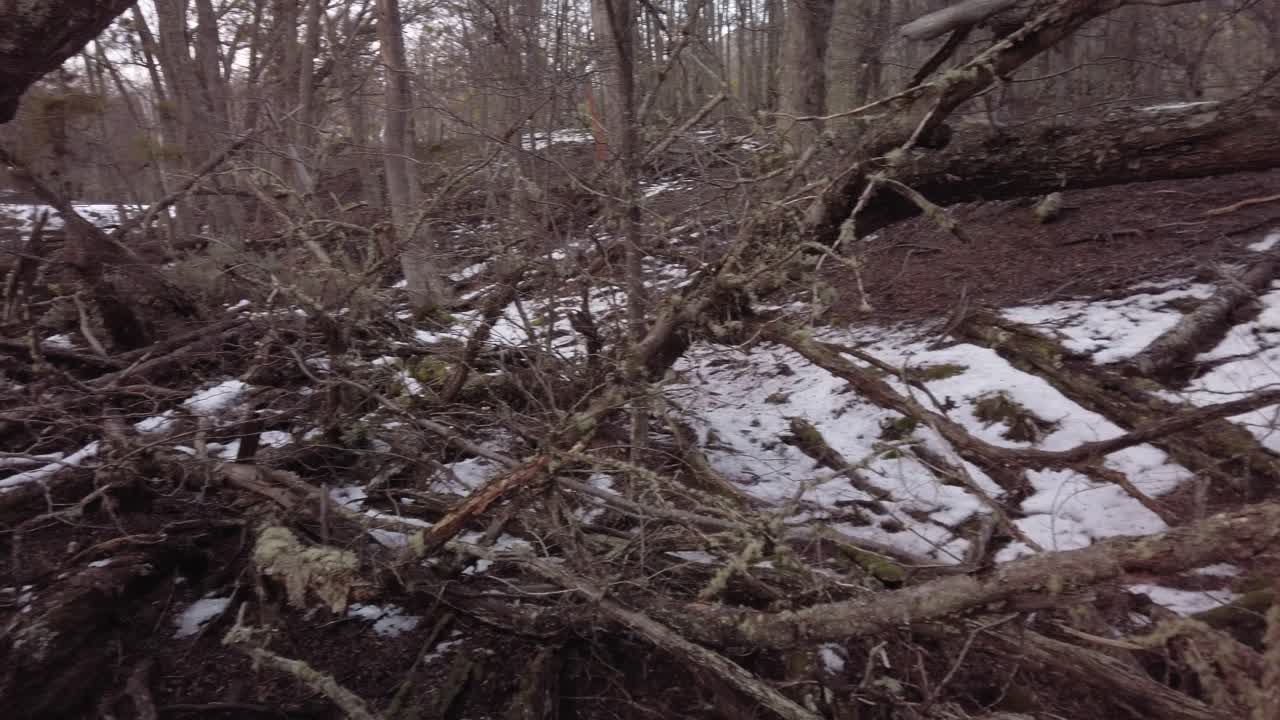 PAN LEFT Dry winter trees destroyed by beavers on snowy forest ground
