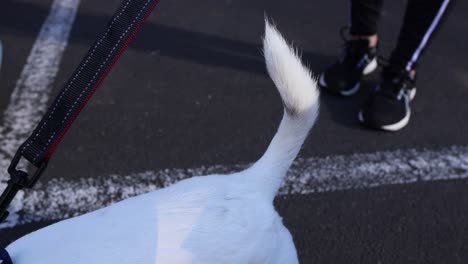 dog wagging tail while walking in park