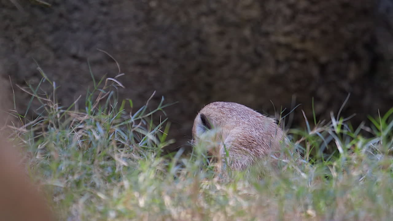 외로운 미어캣이 땅에 앉아 키 큰 잔디 뒤에 털을 손질하고 청소합니다.