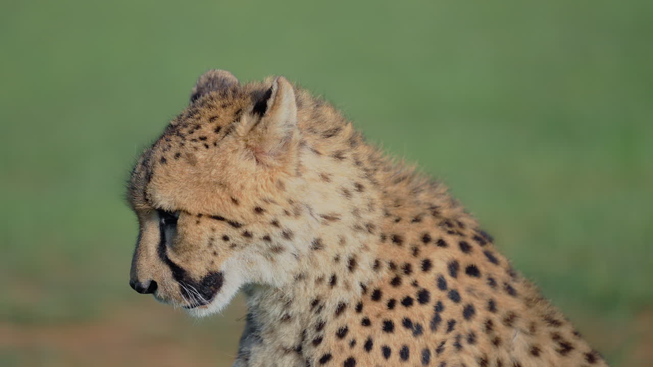 El retrato del guepardo