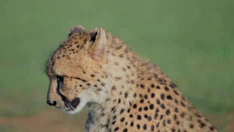 cheetah portrait