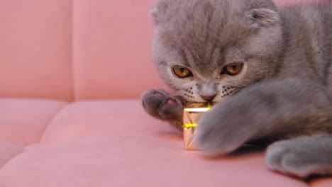 cute gray liittle kitten playing with gift box christmas decoration,slow motion. playful fold cat on a knitted blanket plays with a box