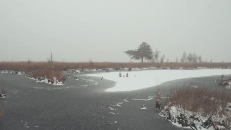 frozen winter swamp landscape in fog