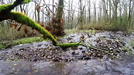 branch over stream