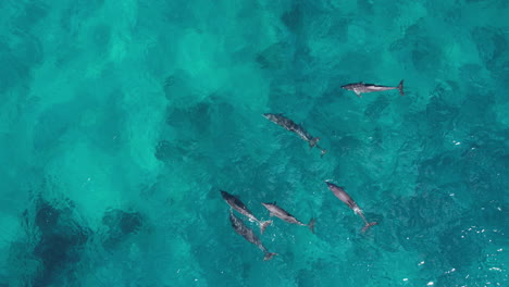 Vista-Aérea-Siguiendo-Una-Manada-De-Delfines