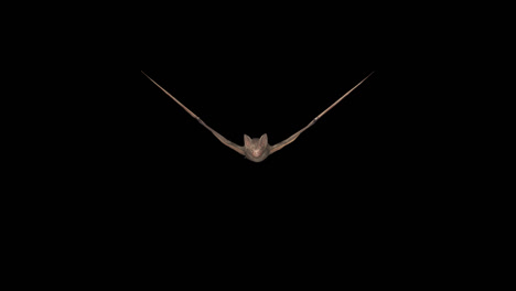 loop animation fly bat with alpha channel