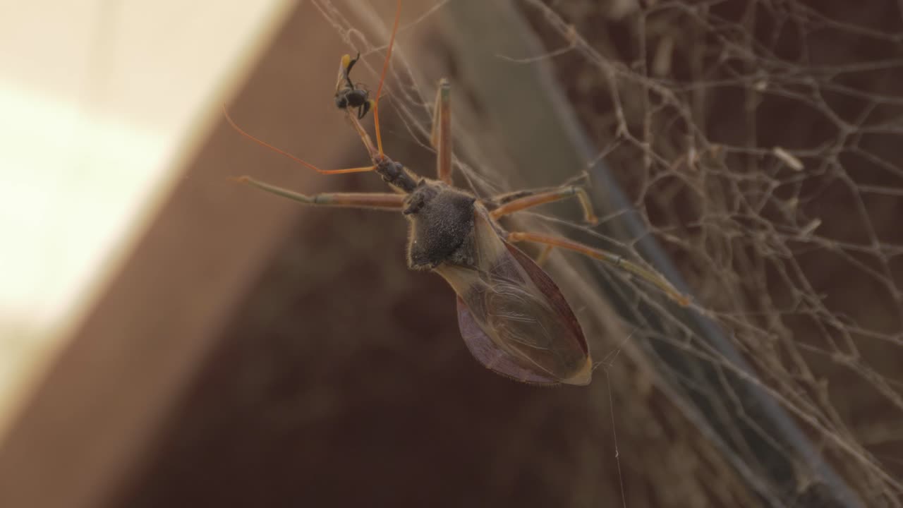 insetto assassino comune che mangia un'ape senza pungiglione australiana nativa su una ragnatela