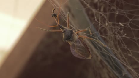 common assassin bug eating native australian stingless bee on a spider web