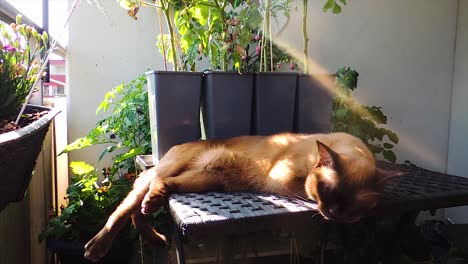 el gato birmano de chocolate está durmiendo a la luz del sol en el balcón - toma estable de mano