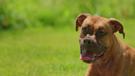 brown boxer dog portrait