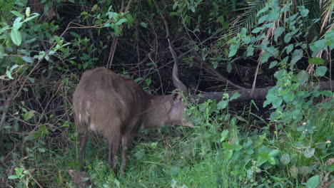 Handheld-shot-of-the-back-of-a-rare,-Sitatunga-antelope-as-grazing-in-Africa