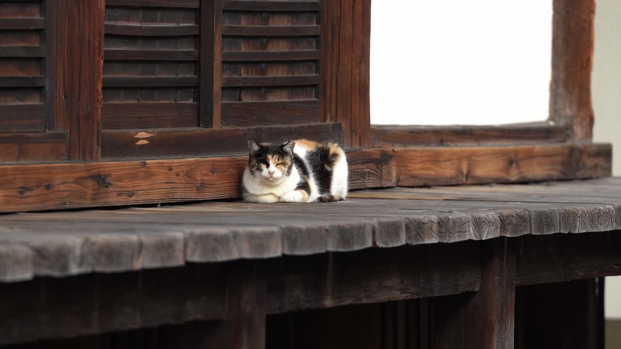 A Cute Cat Lying Down on the Porch