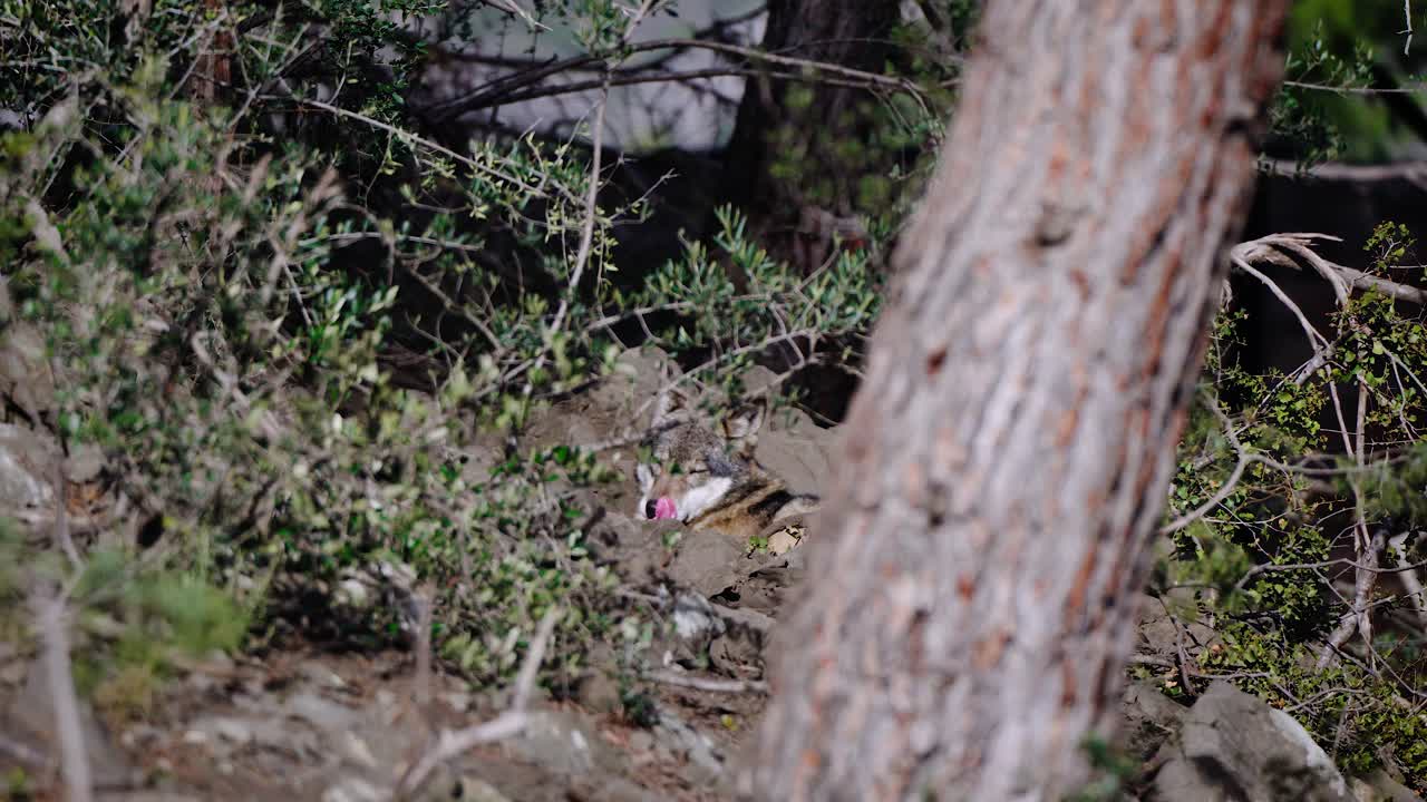 toma en cámara lenta de un lobo gris lamiendo sus labios y mirando alrededor