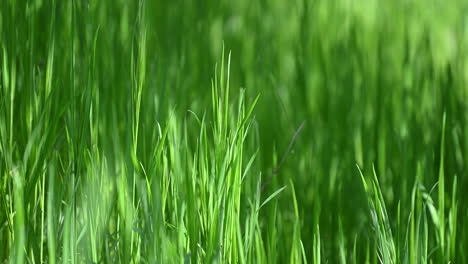 Macro-grass-abstract-background-spring--in-the-Europe