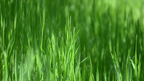 macro hierba resumen de fondo primavera en la europa