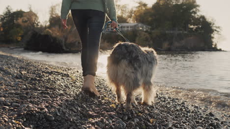 a woman walks with a dog at the shore of the lake, walking near the water's edge. the sun illuminates the waves and splashes of water