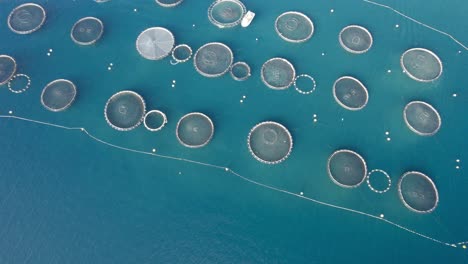 aerial approach to the huge fish growing farm with net cages for sea bass, sea bream, and other seafood species