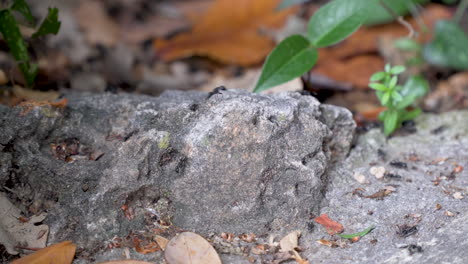 colonia de hormigas ocupada en maleza rocosa con plantas.