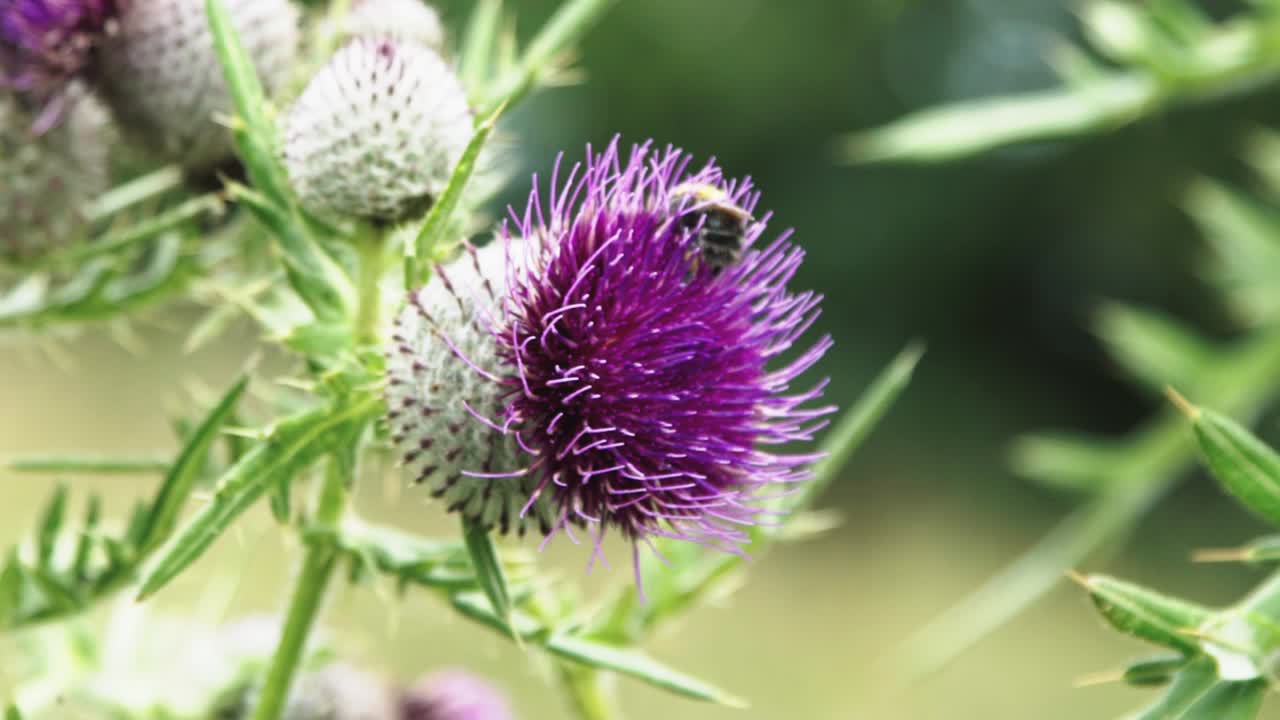미풍 여름 필드에서 보라색 엉겅퀴 꽃에서 이륙하기 전에 꿀벌 수집 꿀의 슬로우 모션 클로즈업 hd