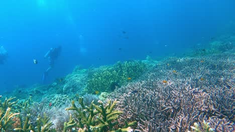 colorful acropora corals streching over a big reef with some scuba divers in the distance