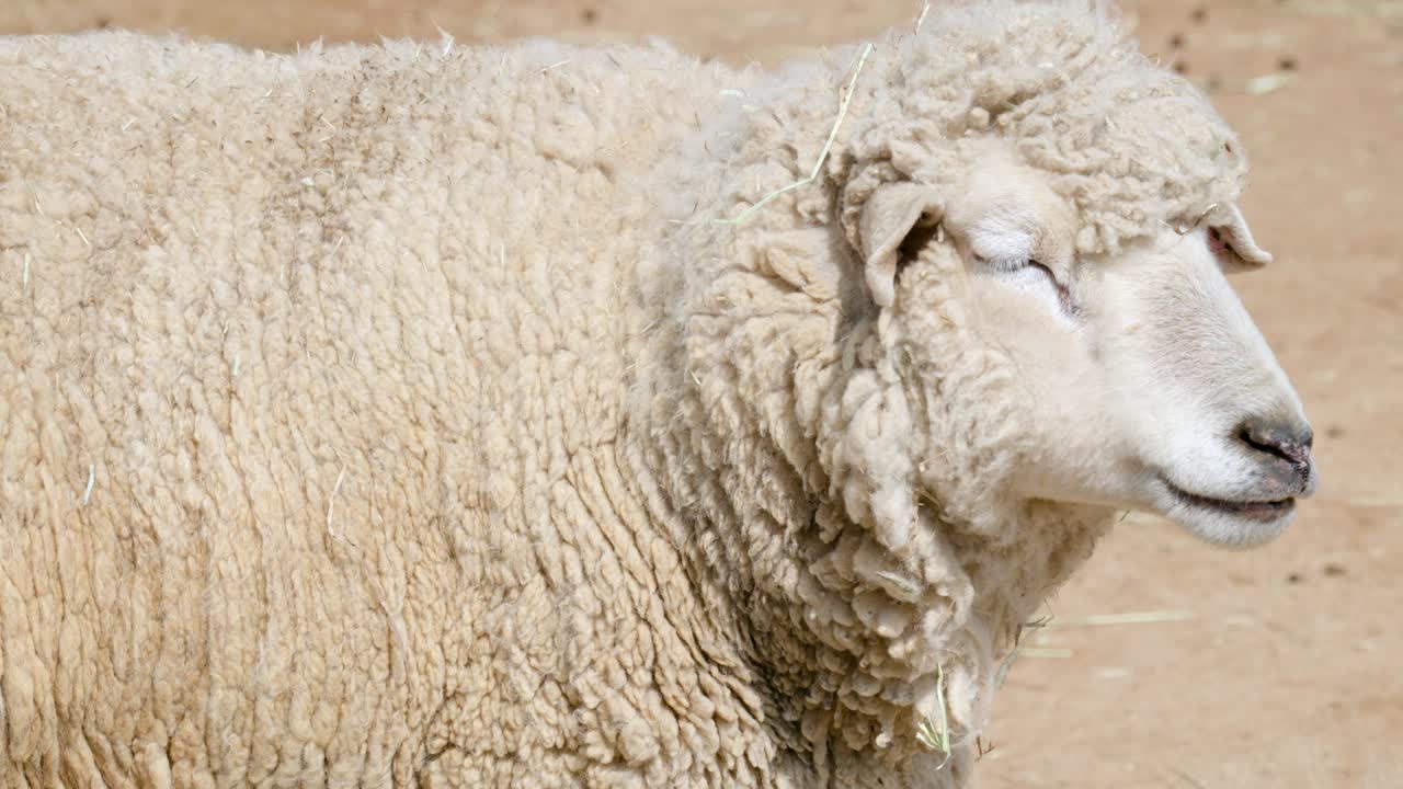 화창한 날 농장에 있는 귀여운 털북숭이 양의 초상화