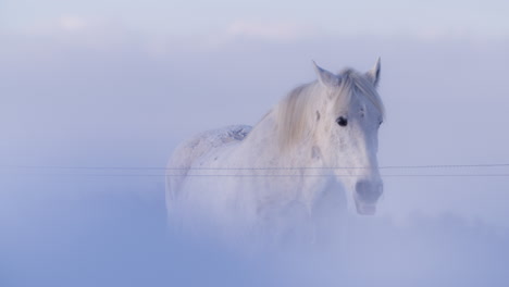 Weißes-Pferd,-Das-Im-Schnee-Weidet