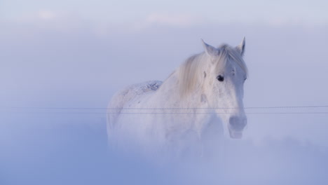 caballo blanco pastando en la nieve