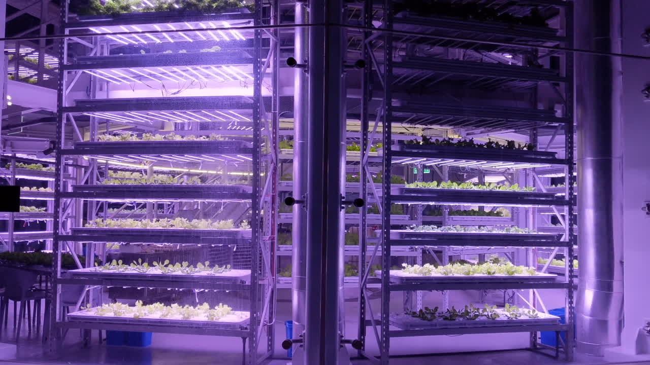 Esterno di un edificio di fattoria verticale, piante che crescono in idroponica con LED viola.