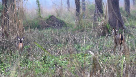Zwei-Sambar-Hirsche,-Die-Im-Hohen-Gras-Des-Chitwan-Nationalparks-Spazieren-Gehen