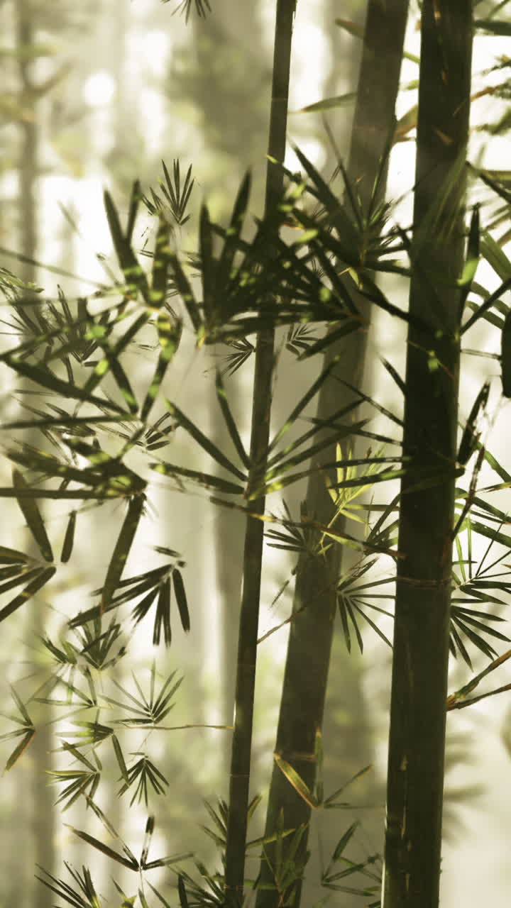 una hermosa vista de un bosque de bambú