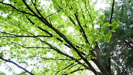 top view of beautiful, old and strong oak tree in forest with sunlight beams