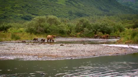 阿拉斯加科迪亞克熊 (ursus arctos middendorffi) 母熊和小熊在溪中釣魚