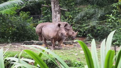 two white rhinos in a tropical enclosure