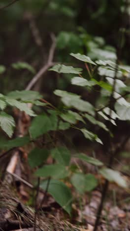 blurred forest plants