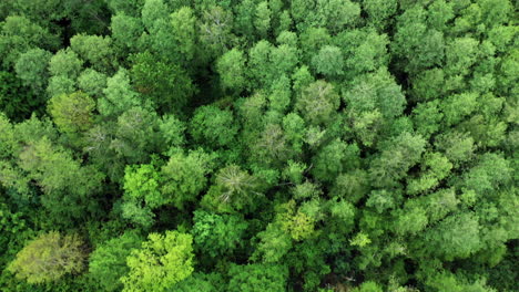 trees of coniferous forests. aerial beautiful view over the tops of wild forest