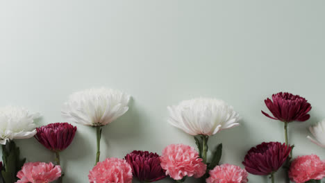 Video-of-white,-red-and-pink-flowers-and-copy-space-on-white-background