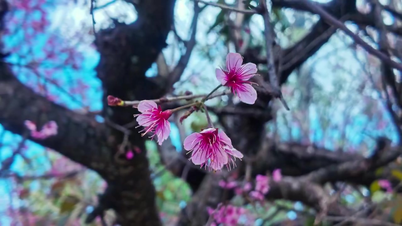 Cây hoa anh đào dại Himalaya tại làng Khun Chang Kian ở Chiang Mai, Thái Lan. Cảnh quay cầm tay