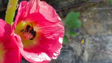 Close-up-of-a-bumblebee-feeding-on-a-flower-and-being-covered-in-lots-of-pollen