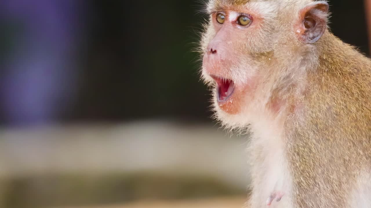 A monkey gazes intently, surrounded by blurred natural elements in the background.