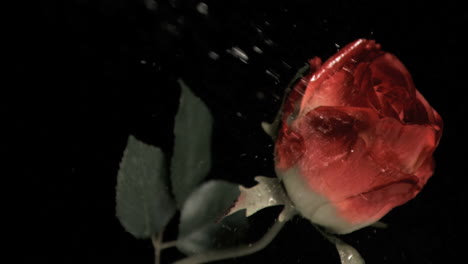 rose being watered in super slow motion