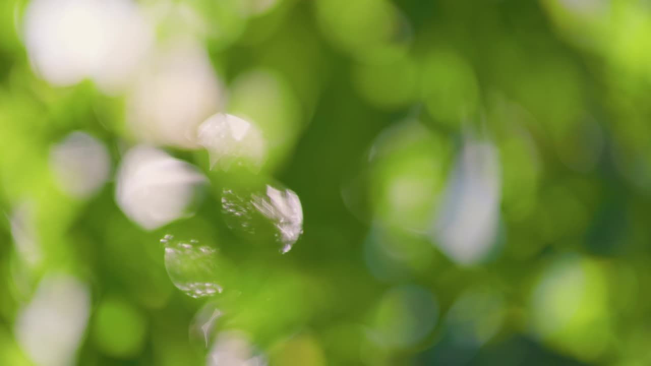 추상적인 흐릿한 초록색 잎, 보케 배경, 태양이 녹색 잎자루를 고, 초점을 맞추지 않습니다.