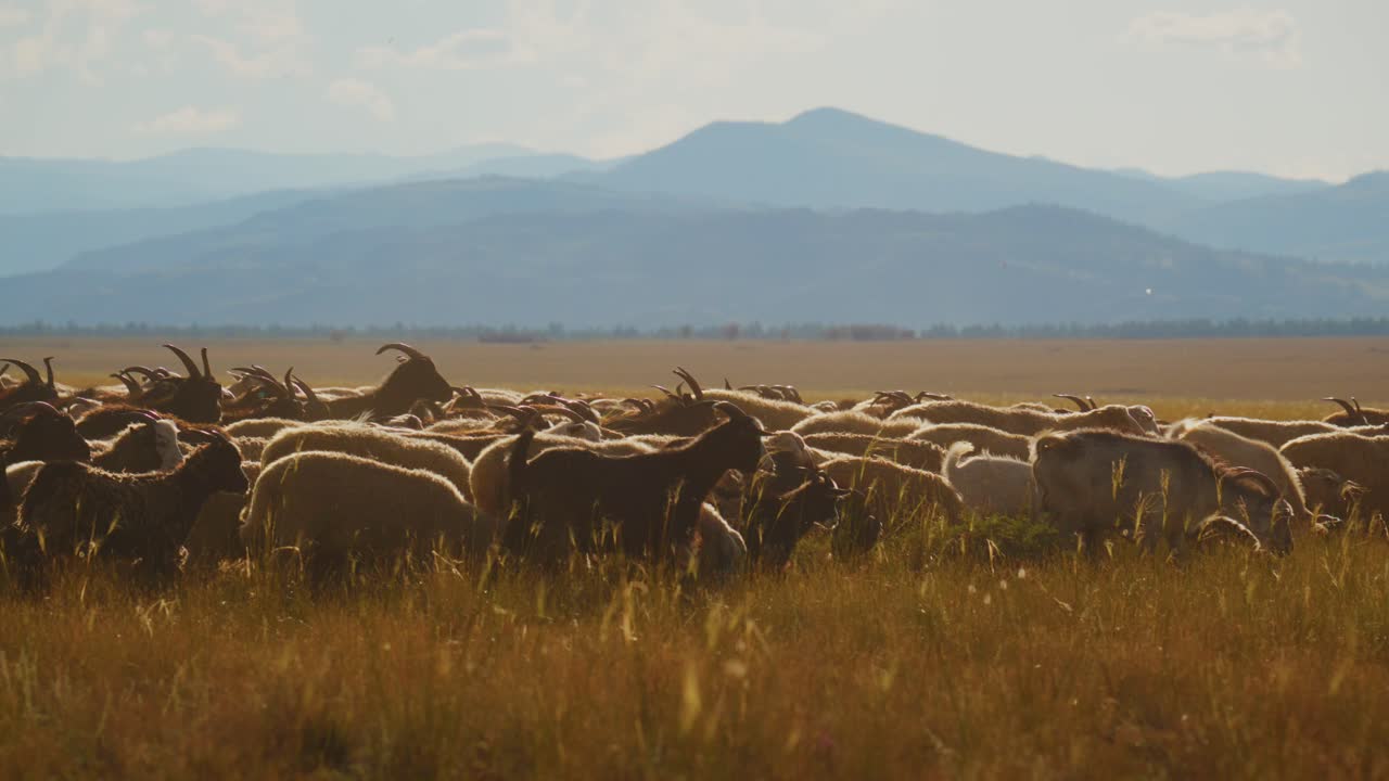 Un grande gregge di pecore selvatiche pascola in praterie dorate. Le montagne si ergono dolcemente sullo sfondo sotto un cielo caldo. Le pecore si muovono lentamente, a testa bassa, mangiando l'erba. La loro lana brilla al sole del mattino.