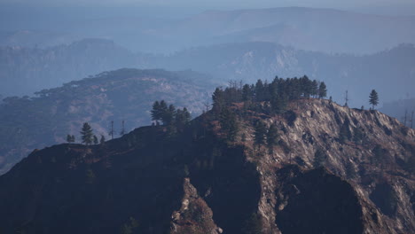 forest of green pine trees on mountainside