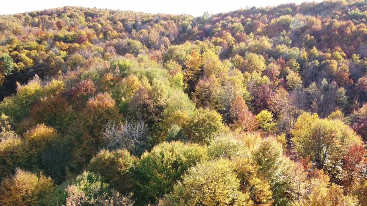 hermoso bosque de otoño desde arriba al atardecer