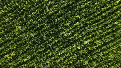 parallel agriculture pattern scenic aerial view landscape of rice farm in iran gilan scenic background local people life work on land farmer plant rice in spring harvest season in summer drone shot