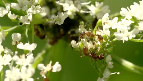 two aphids crawling on the flowers 4k fs700 odyssey 7q